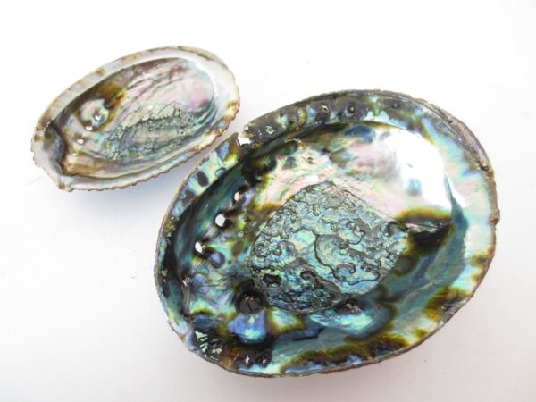 Abalone Schelp Groothandel