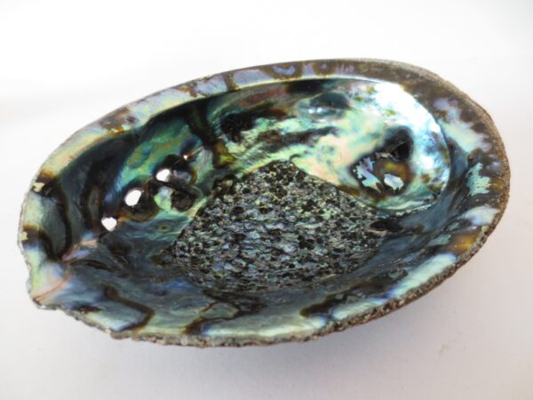 Abalone Schelp XL Groothandel