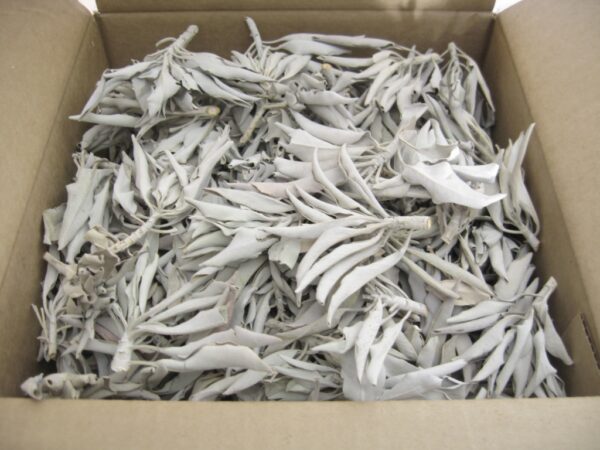 Witte Salie - Clusters - (10,000g)